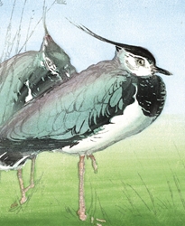 Lapwings Blank Greeting Card 