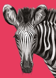 Zebra Magazine Blank Greeting Card 