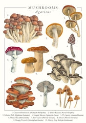 Blank Mushrooms Greeting Card