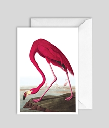 Audubon Flamingo Blank Card