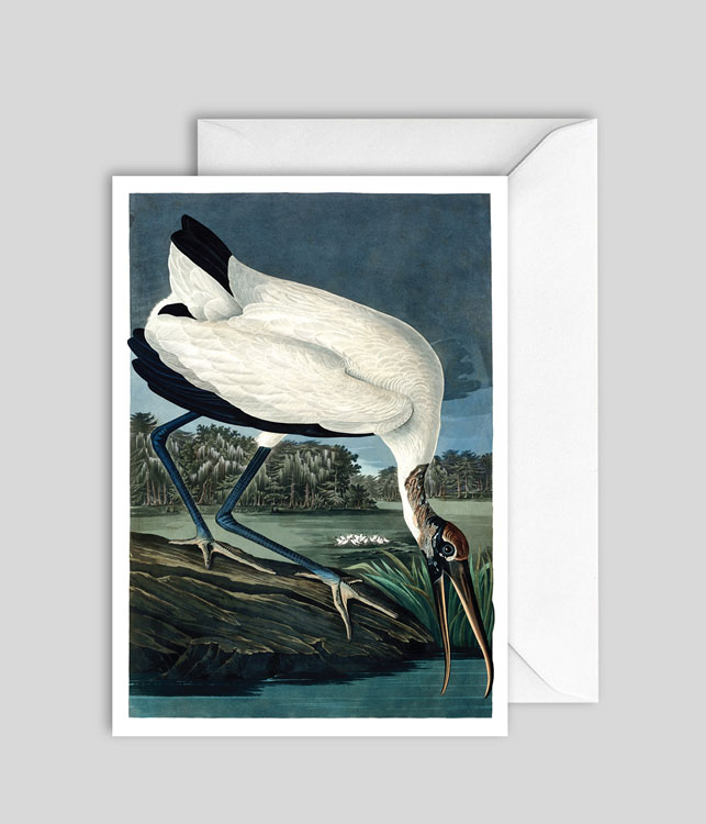 Audubon White Egret Blank Card