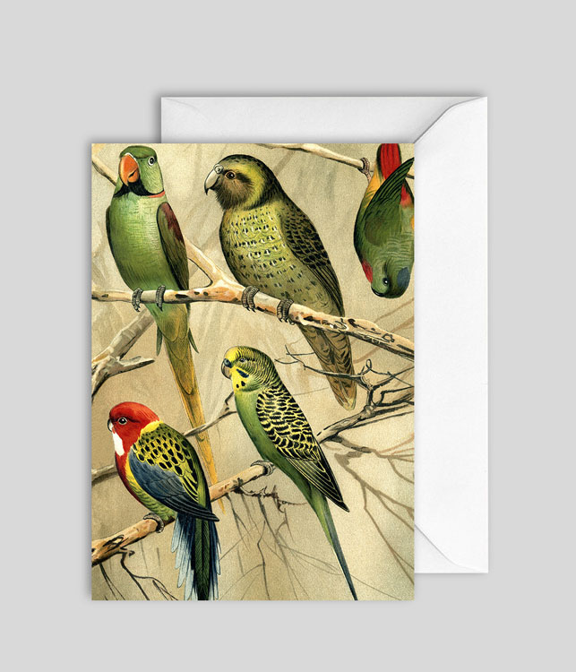 Parrots Blank Card