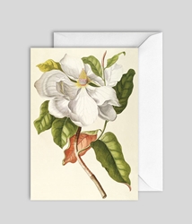 White Magnolia Blank Card