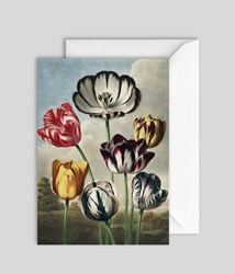 Tulips Blank Card