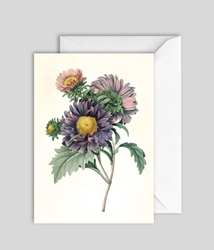 Aster Chinensis Blank Card