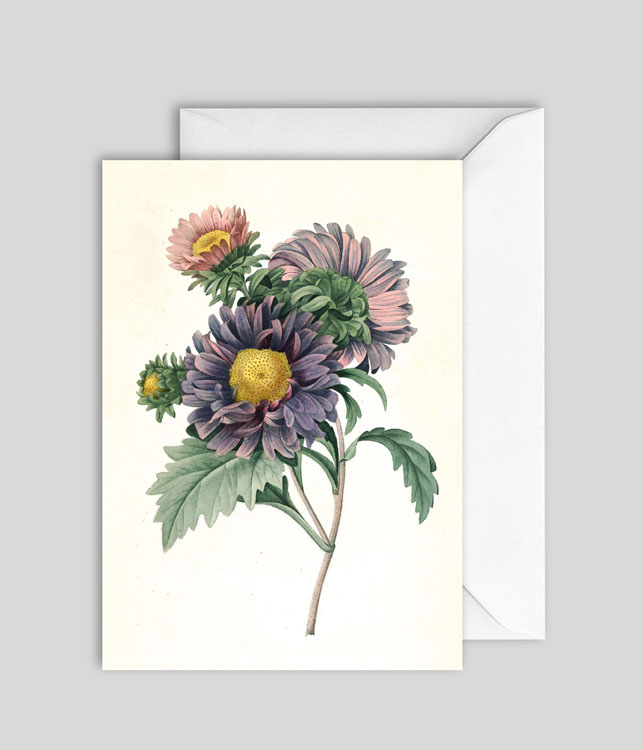 Aster Chinensis Blank Card