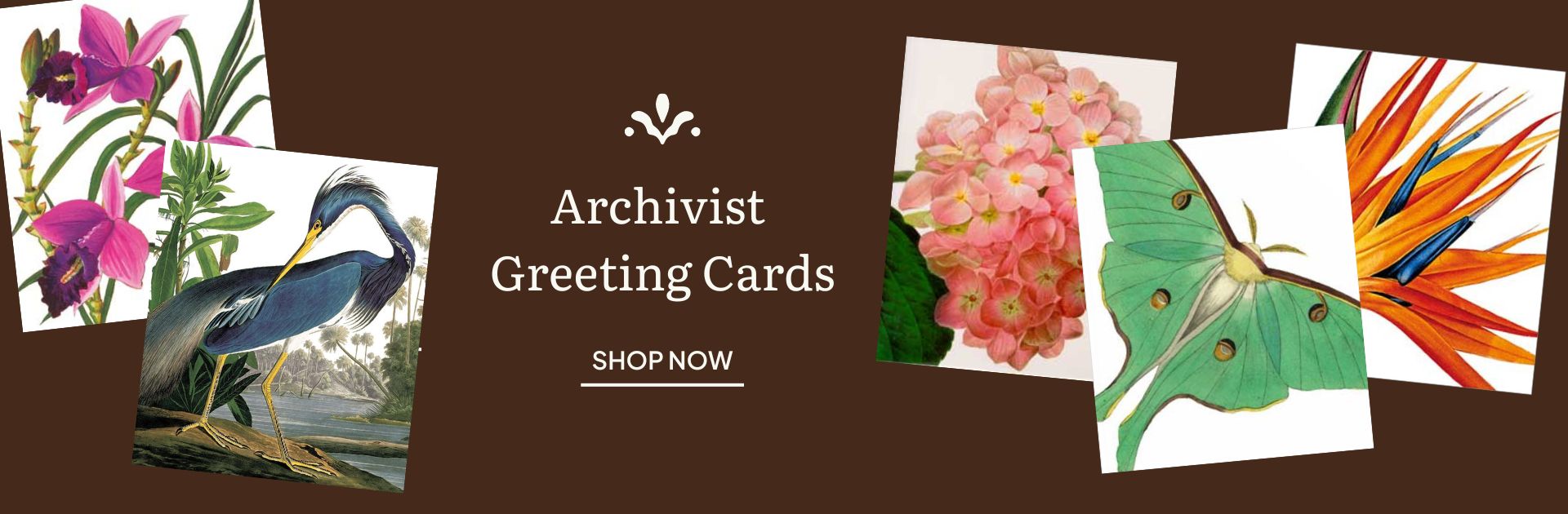 Shop Archivist Greeting Cards